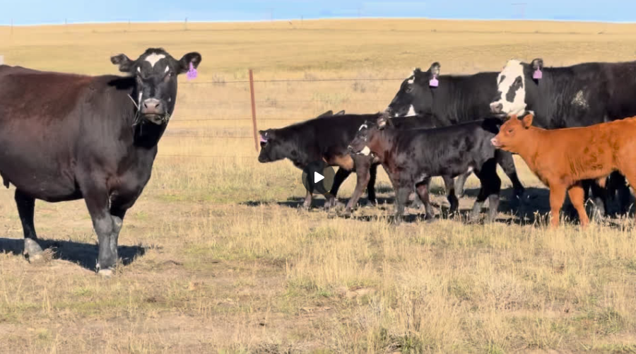 1250 lb fall pairs! Gentle ready to work!- CP1022A5